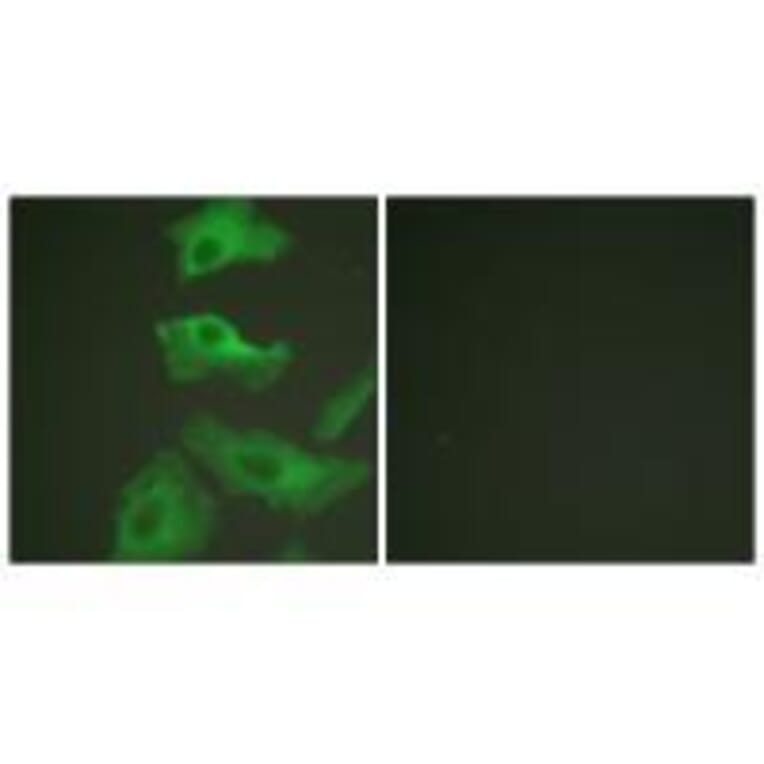 Immunofluorescence - HSP90B (Ab-254) Antibody from Signalway Antibody (33117) - Antibodies.com