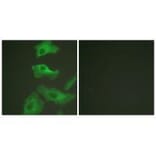 Immunofluorescence - HSP90B (Ab-254) Antibody from Signalway Antibody (33117) - Antibodies.com