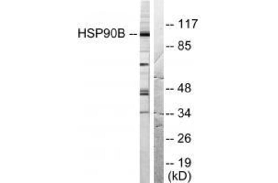 Western blot - HSP90B (Ab-254) Antibody from Signalway Antibody (33117) - Antibodies.com