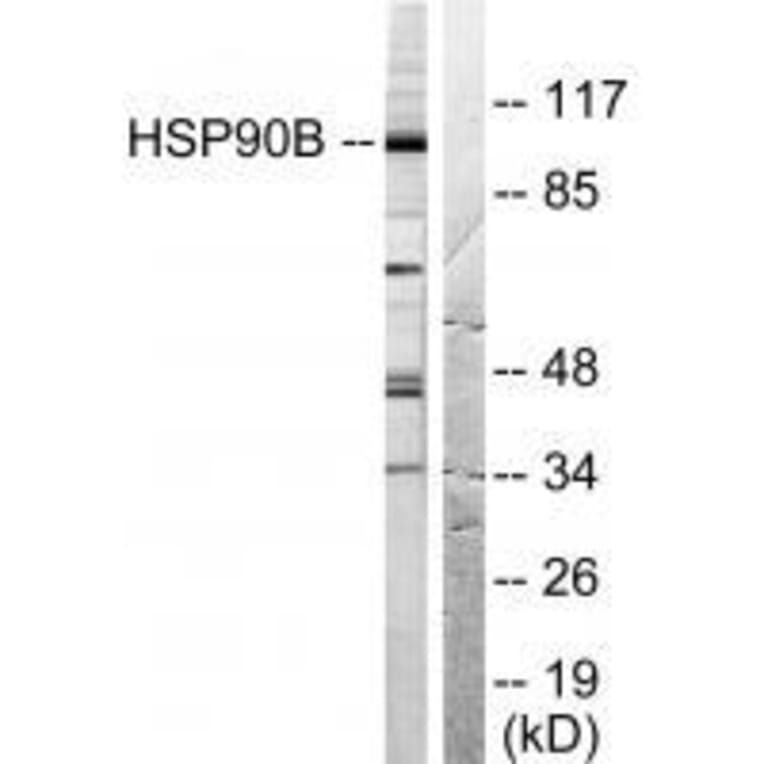 Western blot - HSP90B (Ab-254) Antibody from Signalway Antibody (33117) - Antibodies.com