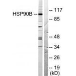 Western blot - HSP90B (Ab-254) Antibody from Signalway Antibody (33117) - Antibodies.com