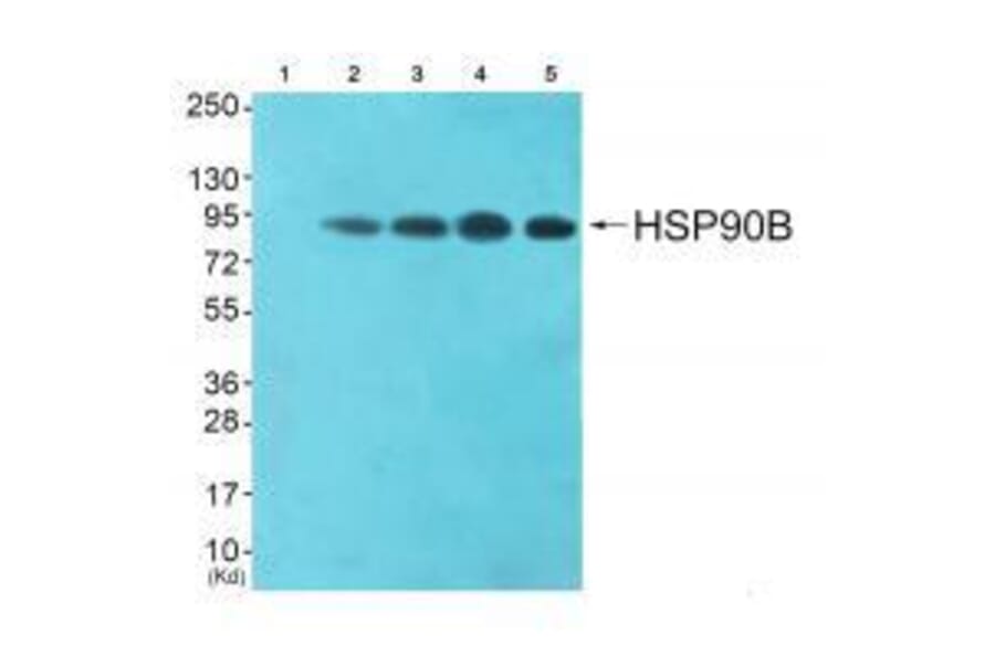 Western blot - HSP90B (Ab-254) Antibody from Signalway Antibody (33117) - Antibodies.com