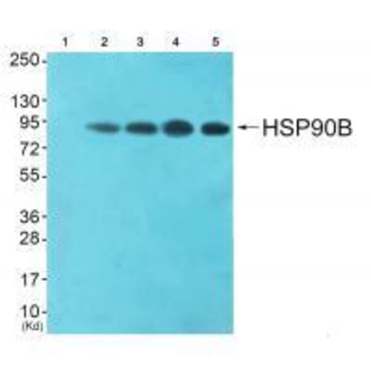 Western blot - HSP90B (Ab-254) Antibody from Signalway Antibody (33117) - Antibodies.com
