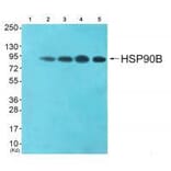 Western blot - HSP90B (Ab-254) Antibody from Signalway Antibody (33117) - Antibodies.com