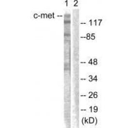 Western blot - c-Met (Ab-1003) Antibody from Signalway Antibody (33155) - Antibodies.com
