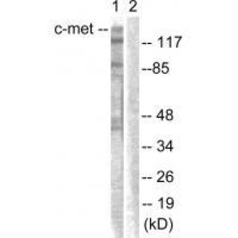 Western blot - c-Met (Ab-1003) Antibody from Signalway Antibody (33155) - Antibodies.com
