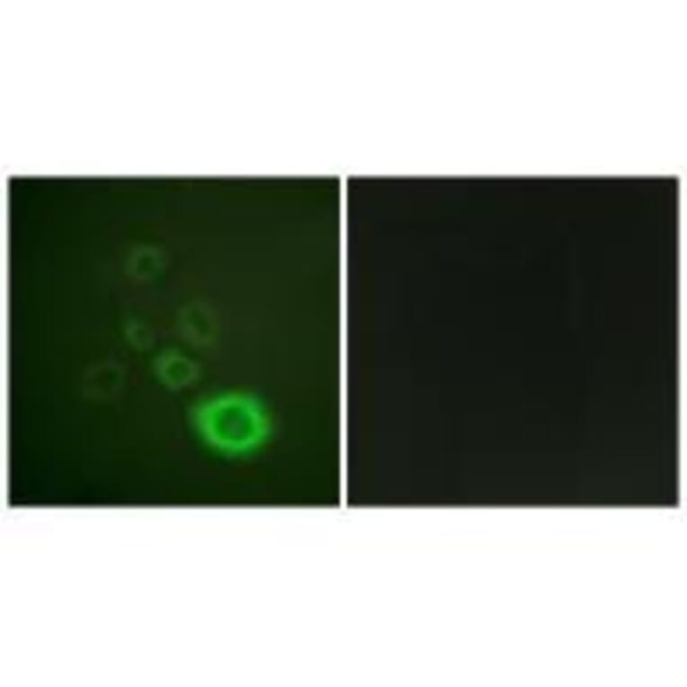 Immunofluorescence - c-Met (Ab-1003) Antibody from Signalway Antibody (33155) - Antibodies.com
