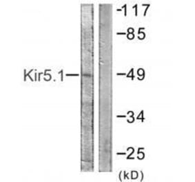 Western blot - Kir5.1 (Ab-416) Antibody from Signalway Antibody (33171) - Antibodies.com