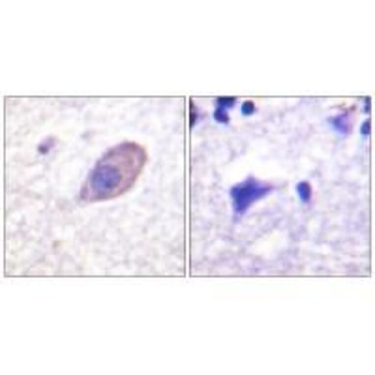 Immunohistochemistry - Kir5.1 (Ab-416) Antibody from Signalway Antibody (33171) - Antibodies.com