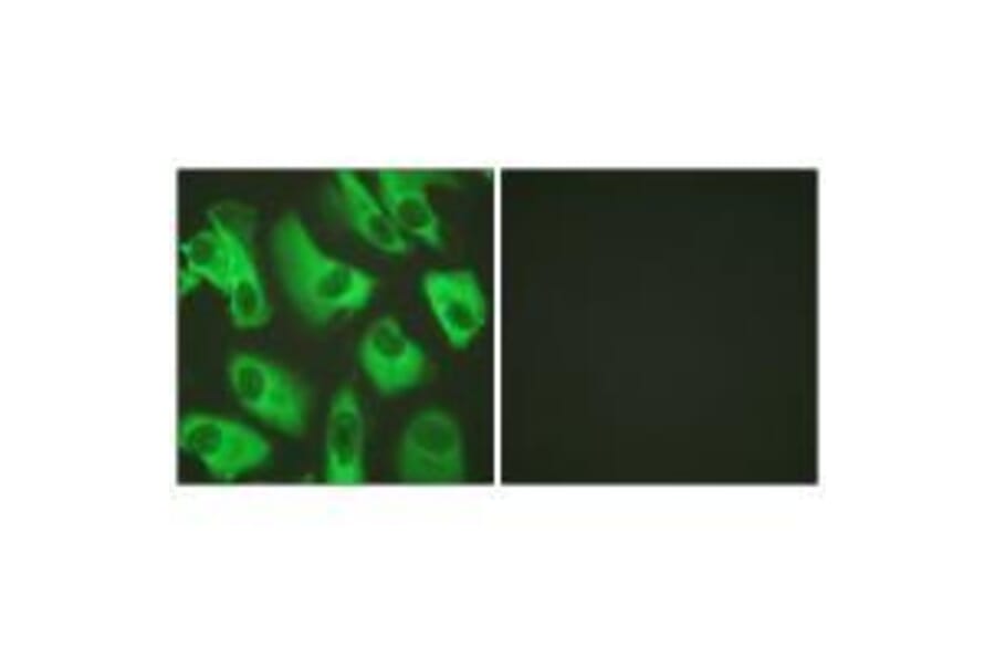 Immunofluorescence - Kir5.1 (Ab-416) Antibody from Signalway Antibody (33171) - Antibodies.com