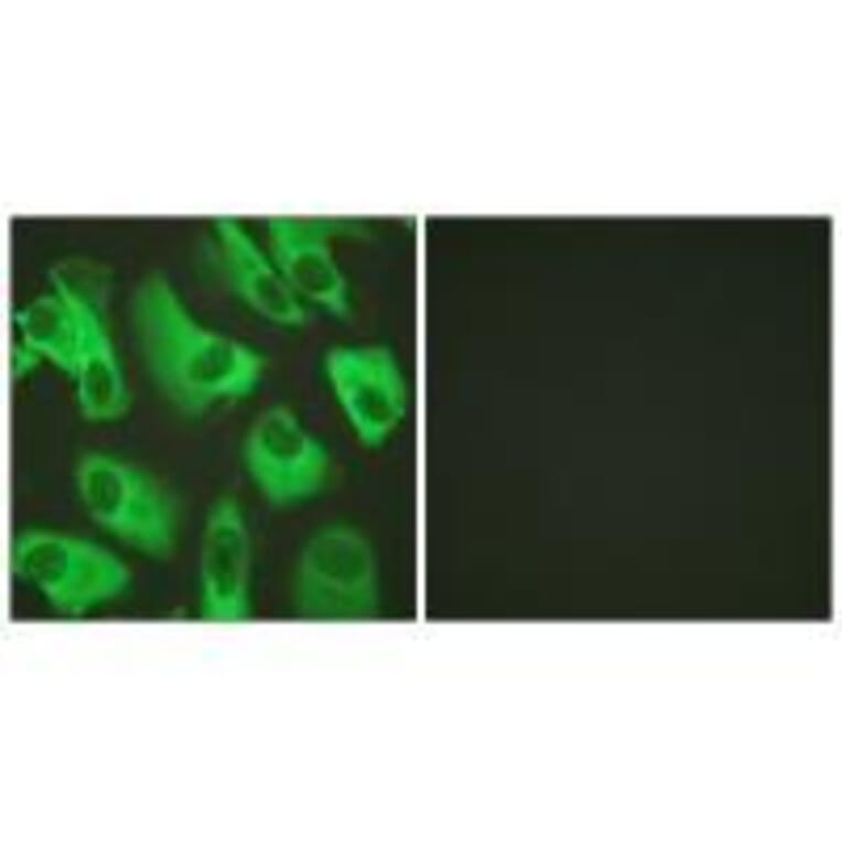Immunofluorescence - Kir5.1 (Ab-416) Antibody from Signalway Antibody (33171) - Antibodies.com