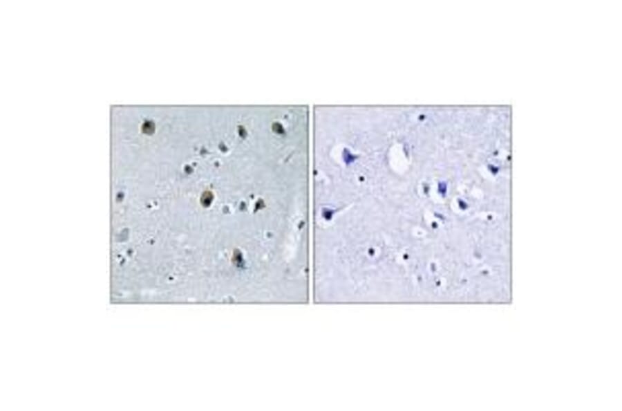 Immunohistochemistry - Collagen XX α1 Antibody from Signalway Antibody (34218) - Antibodies.com