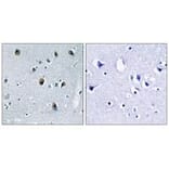 Immunohistochemistry - Collagen XX α1 Antibody from Signalway Antibody (34218) - Antibodies.com