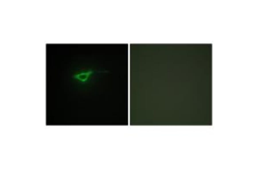 Immunofluorescence - Collagen XX α1 Antibody from Signalway Antibody (34218) - Antibodies.com