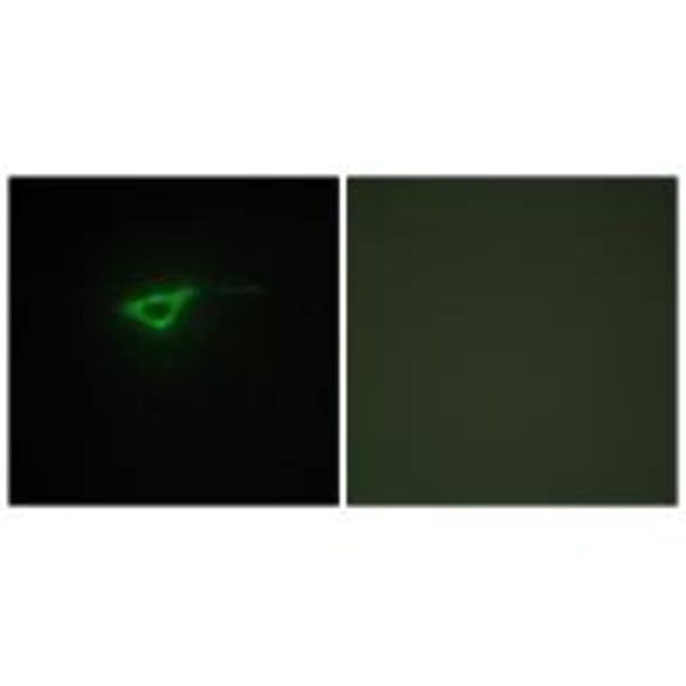 Immunofluorescence - Collagen XX α1 Antibody from Signalway Antibody (34218) - Antibodies.com