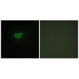 Immunofluorescence - Collagen XX α1 Antibody from Signalway Antibody (34218) - Antibodies.com