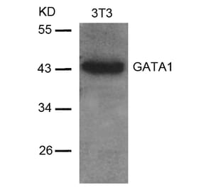 Western blot - GATA1 (Ab-142) Antibody from Signalway Antibody (21041) - Antibodies.com