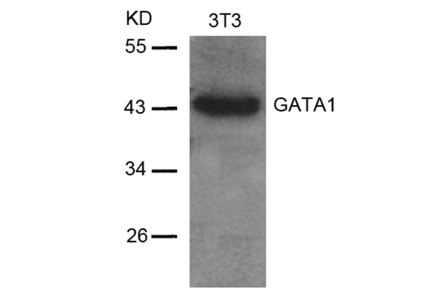 Western blot - GATA1 (Ab-142) Antibody from Signalway Antibody (21041) - Antibodies.com