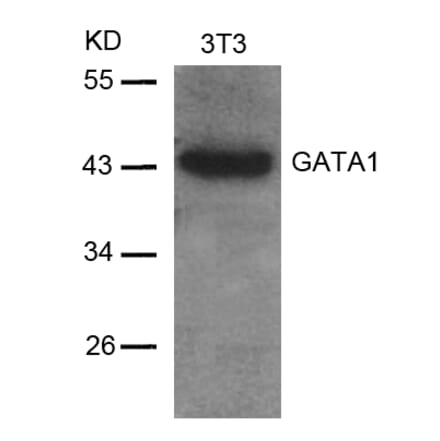 Western blot - GATA1 (Ab-142) Antibody from Signalway Antibody (21041) - Antibodies.com
