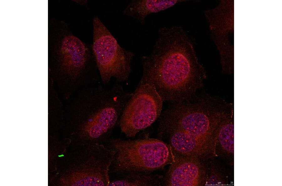 Immunofluorescence - GATA1 (Ab-142) Antibody from Signalway Antibody (21041) - Antibodies.com