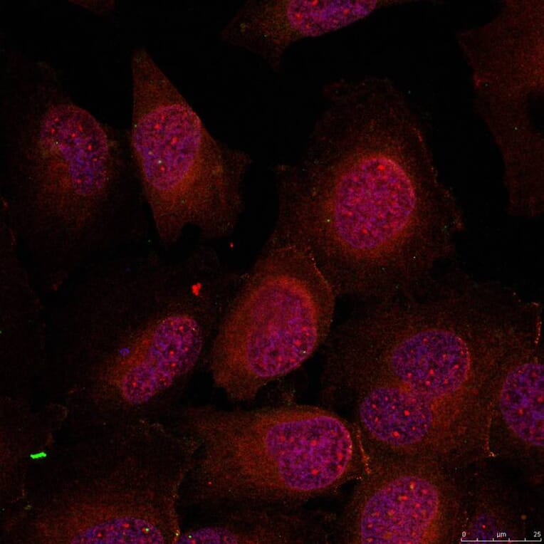 Immunofluorescence - GATA1 (Ab-142) Antibody from Signalway Antibody (21041) - Antibodies.com