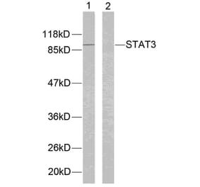 Western blot - STAT3 (Ab-705) Antibody from Signalway Antibody (21045) - Antibodies.com
