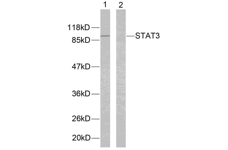 Western blot - STAT3 (Ab-705) Antibody from Signalway Antibody (21045) - Antibodies.com