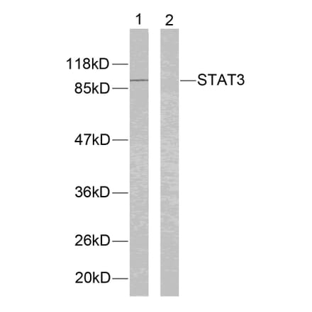 Western blot - STAT3 (Ab-705) Antibody from Signalway Antibody (21045) - Antibodies.com