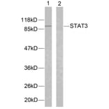 Western blot - STAT3 (Ab-705) Antibody from Signalway Antibody (21045) - Antibodies.com