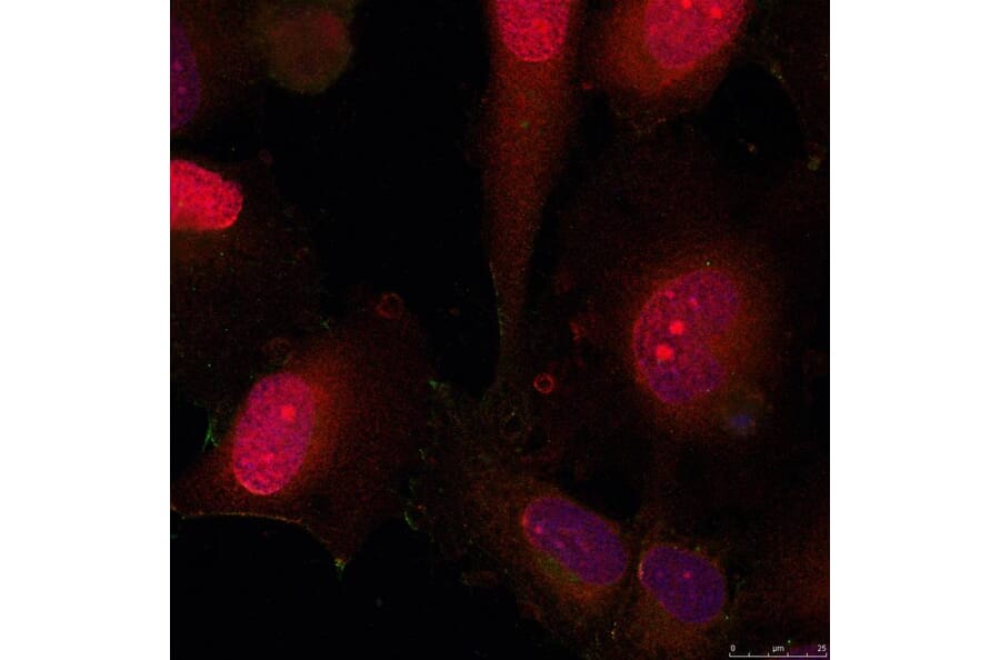 Immunofluorescence - STAT3 (Ab-705) Antibody from Signalway Antibody (21045) - Antibodies.com