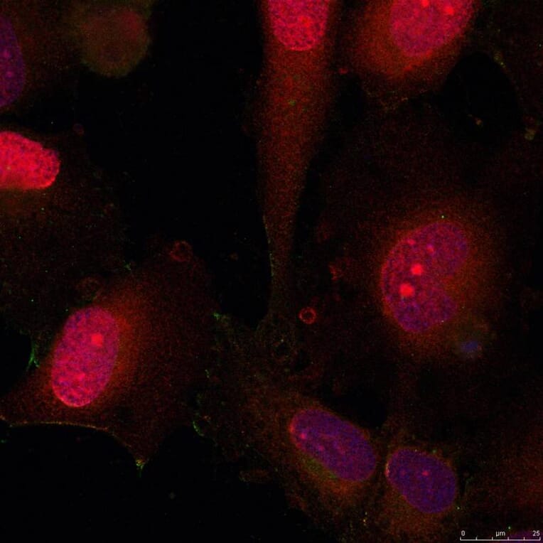 Immunofluorescence - STAT3 (Ab-705) Antibody from Signalway Antibody (21045) - Antibodies.com