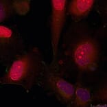 Immunofluorescence - STAT3 (Ab-705) Antibody from Signalway Antibody (21045) - Antibodies.com