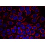Immunofluorescence - HER2 (Ab-1248) Antibody from Signalway Antibody (21072) - Antibodies.com