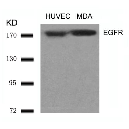 Western blot - EGFR (Ab-1070) Antibody from Signalway Antibody (21073) - Antibodies.com