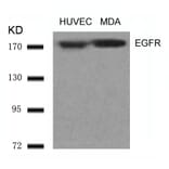 Western blot - EGFR (Ab-1070) Antibody from Signalway Antibody (21073) - Antibodies.com