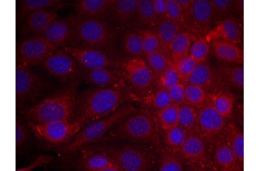 Immunofluorescence - EGFR (Ab-1070) Antibody from Signalway Antibody (21073) - Antibodies.com