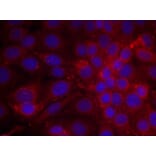 Immunofluorescence - EGFR (Ab-1070) Antibody from Signalway Antibody (21073) - Antibodies.com