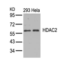 Western blot - HDAC2 (Ab-394) Antibody from Signalway Antibody (21140) - Antibodies.com