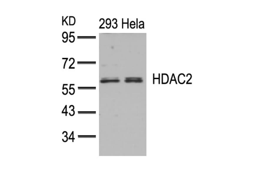 Western blot - HDAC2 (Ab-394) Antibody from Signalway Antibody (21140) - Antibodies.com
