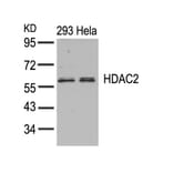 Western blot - HDAC2 (Ab-394) Antibody from Signalway Antibody (21140) - Antibodies.com