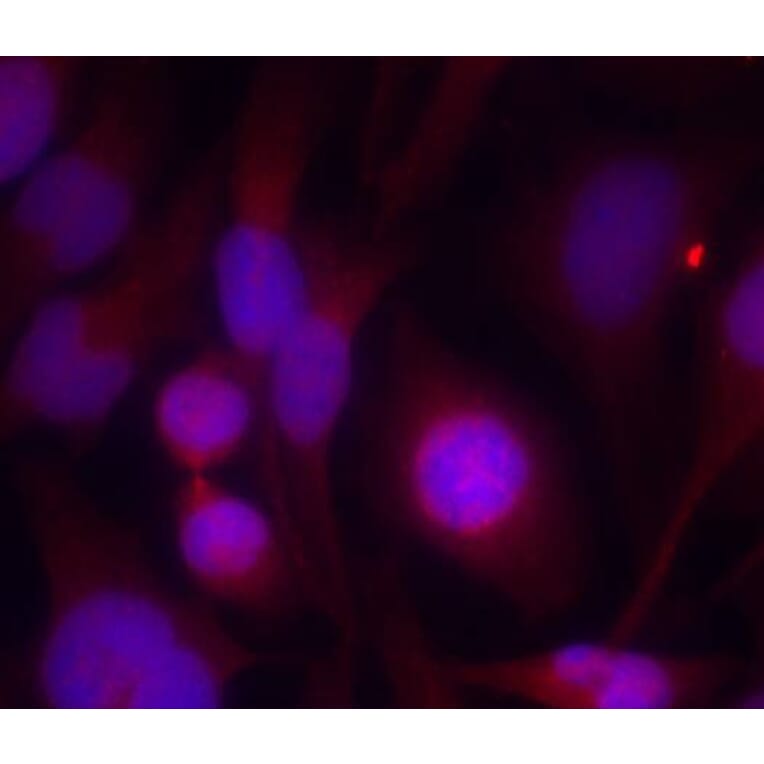 Immunofluorescence - HDAC2 (Ab-394) Antibody from Signalway Antibody (21140) - Antibodies.com