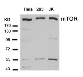 Western blot - mTOR (Ab-2448) Antibody from Signalway Antibody (21214) - Antibodies.com