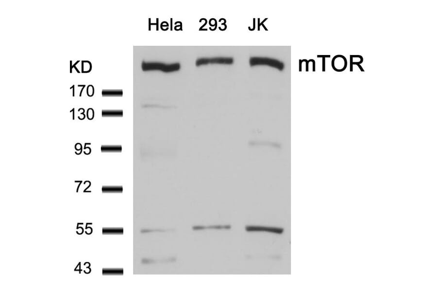 Western blot - mTOR (Ab-2448) Antibody from Signalway Antibody (21214) - Antibodies.com