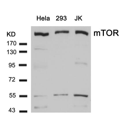 Western blot - mTOR (Ab-2448) Antibody from Signalway Antibody (21214) - Antibodies.com