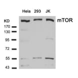 Western blot - mTOR (Ab-2448) Antibody from Signalway Antibody (21214) - Antibodies.com