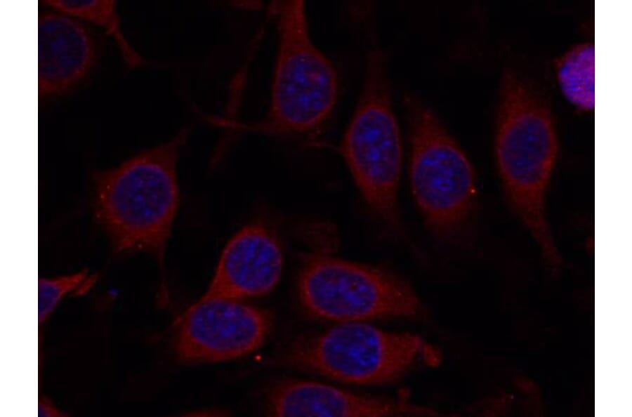 Immunofluorescence - mTOR (Ab-2448) Antibody from Signalway Antibody (21214) - Antibodies.com
