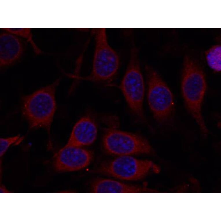Immunofluorescence - mTOR (Ab-2448) Antibody from Signalway Antibody (21214) - Antibodies.com