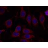 Immunofluorescence - mTOR (Ab-2448) Antibody from Signalway Antibody (21214) - Antibodies.com