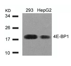Western blot - 4E-BP1 (Ab-45) Antibody from Signalway Antibody (21216) - Antibodies.com