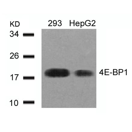 Western blot - 4E-BP1 (Ab-45) Antibody from Signalway Antibody (21216) - Antibodies.com